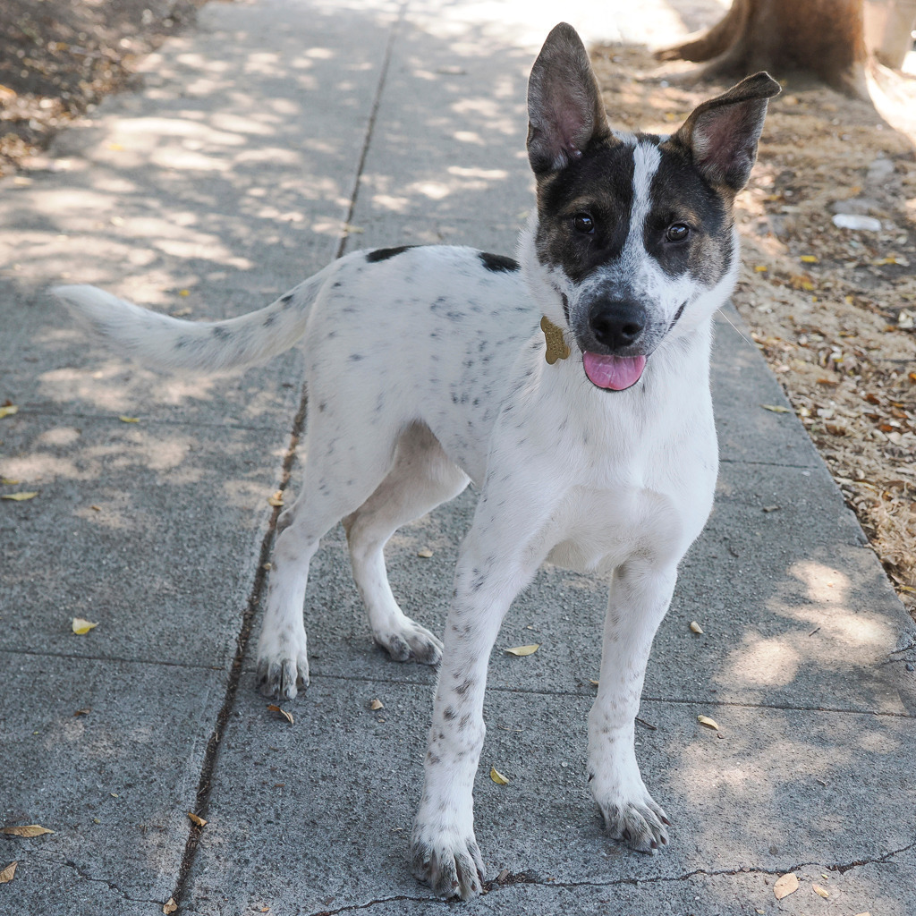 YAM, an adoptable McNab, Mixed Breed in Point Richmond, CA, 94801 | Photo Image 3