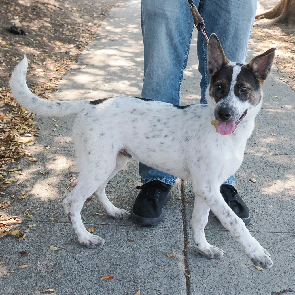 YAM, an adoptable McNab, Mixed Breed in Point Richmond, CA, 94801 | Photo Image 4
