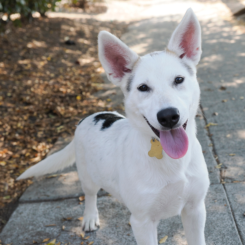 TARO, an adoptable McNab, Mixed Breed in Point Richmond, CA, 94801 | Photo Image 1