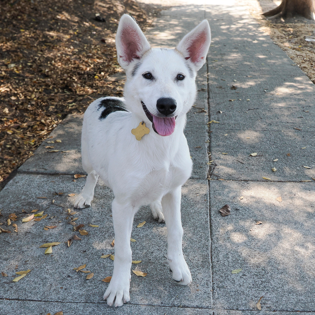 TARO, an adoptable McNab, Mixed Breed in Point Richmond, CA, 94801 | Photo Image 2