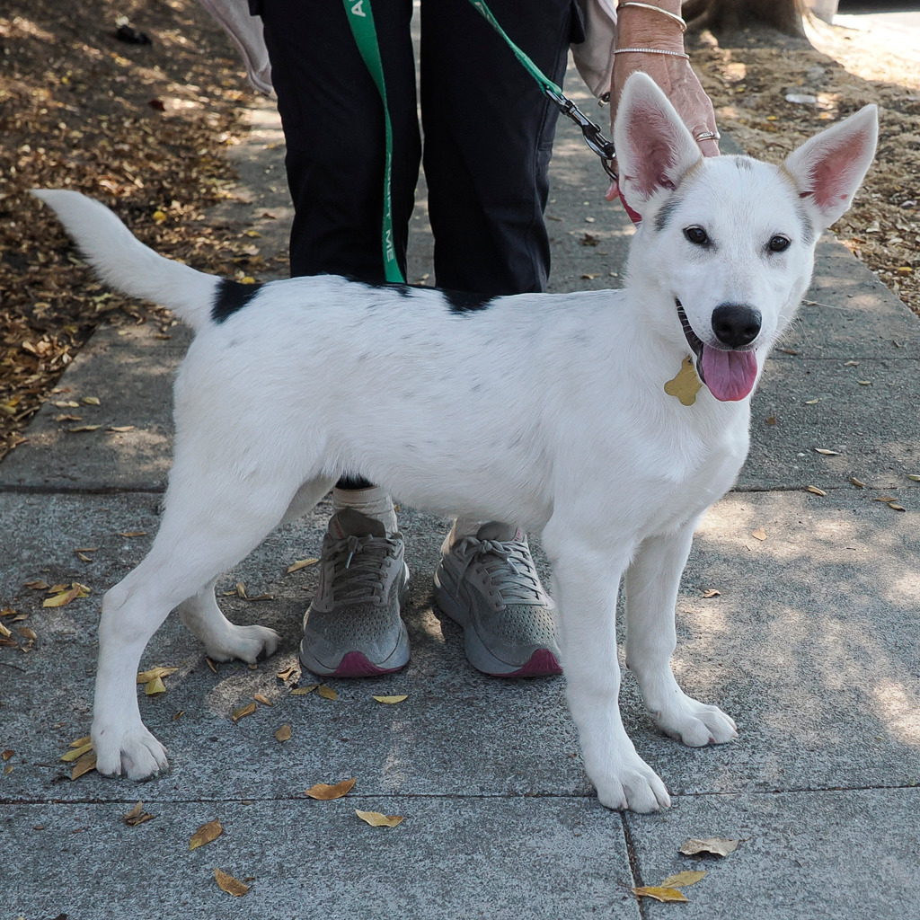 TARO, an adoptable McNab, Mixed Breed in Point Richmond, CA, 94801 | Photo Image 3