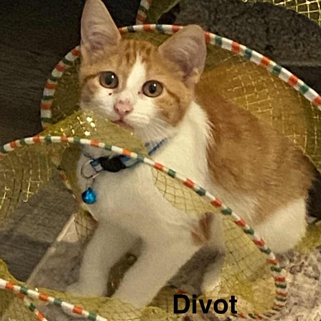 Divot