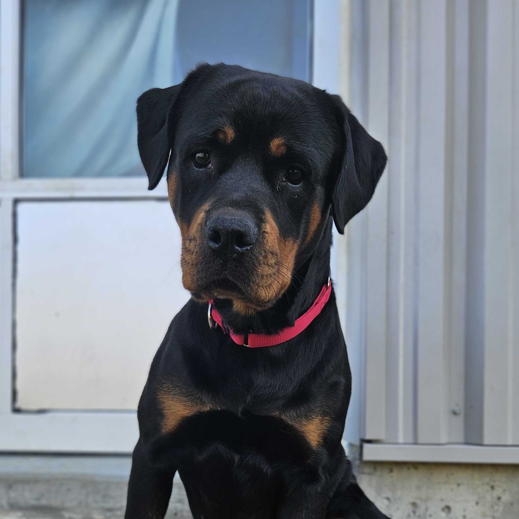 Bella