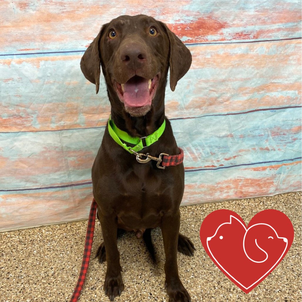 Rutledge, an adoptable Chocolate Labrador Retriever in Cheyenne, WY, 82007 | Photo Image 1