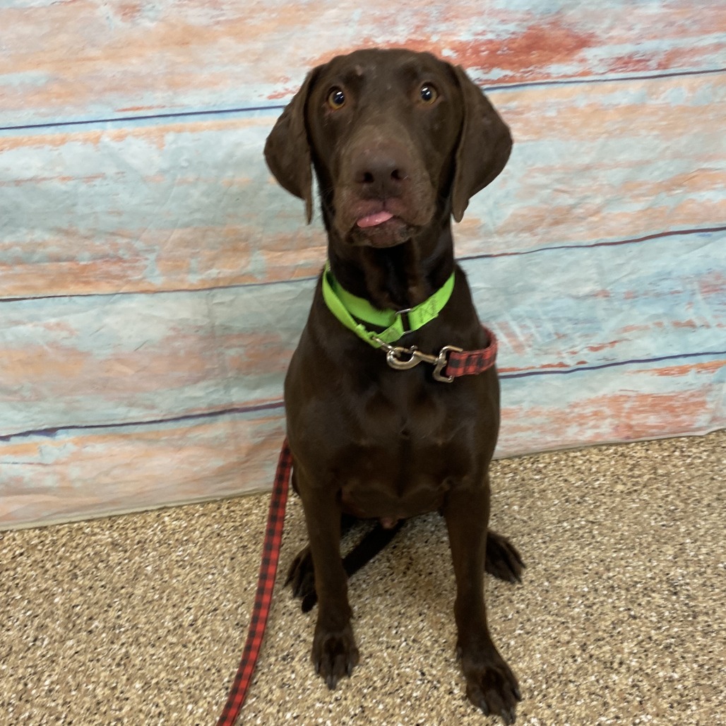 Rutledge, an adoptable Chocolate Labrador Retriever in Cheyenne, WY, 82007 | Photo Image 2
