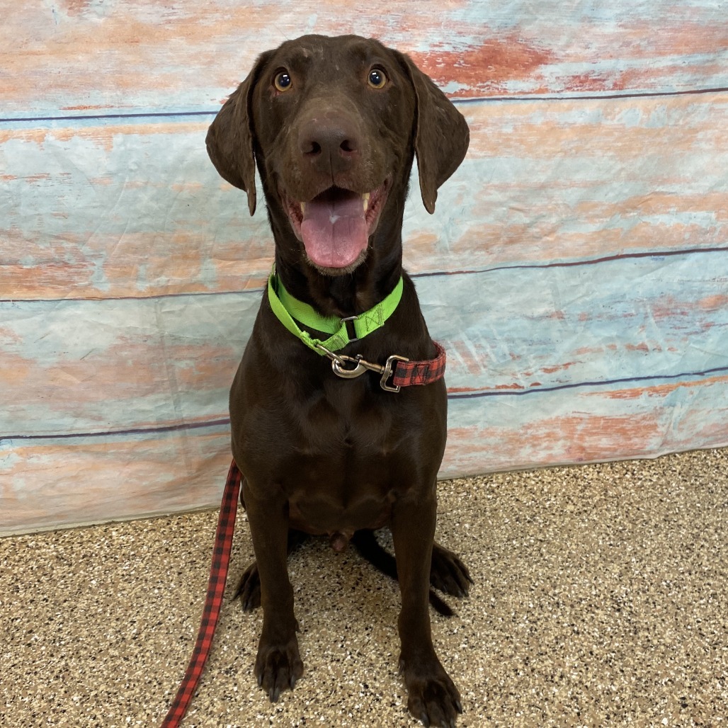 Rutledge, an adoptable Chocolate Labrador Retriever in Cheyenne, WY, 82007 | Photo Image 3