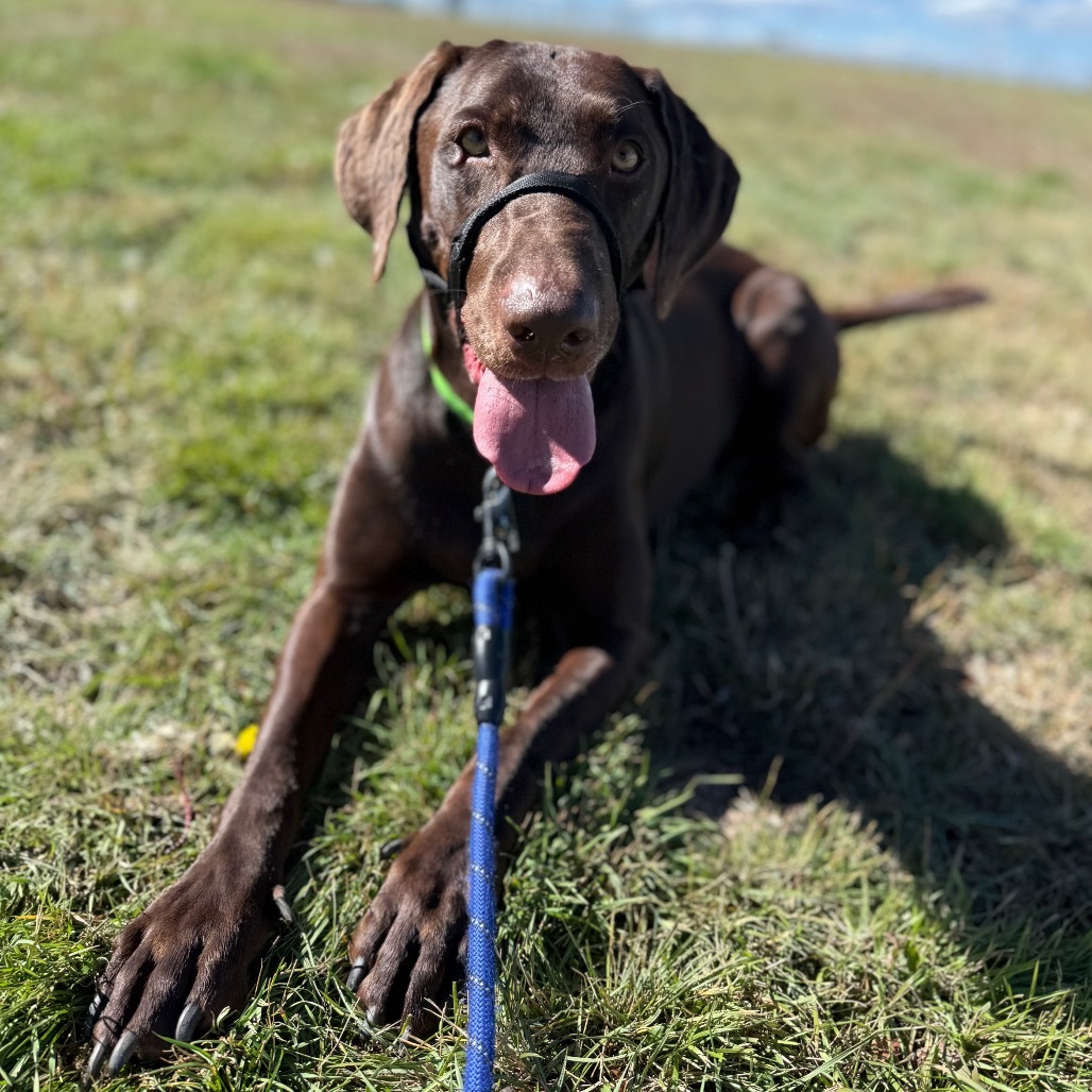 Rutledge, an adoptable Chocolate Labrador Retriever in Cheyenne, WY, 82007 | Photo Image 4