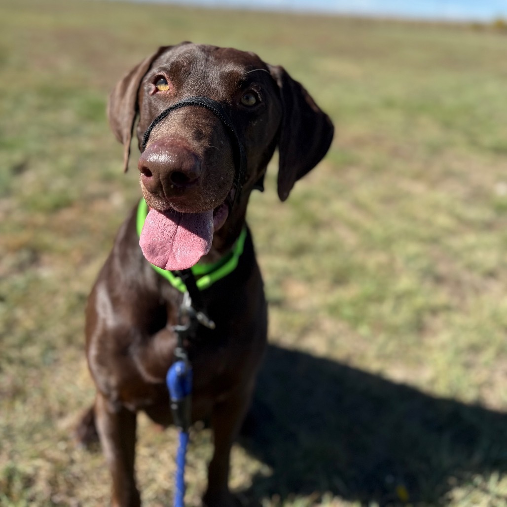 Rutledge, an adoptable Chocolate Labrador Retriever in Cheyenne, WY, 82007 | Photo Image 5