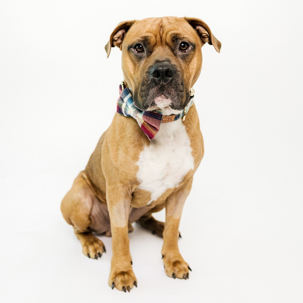 Murphy, an adoptable Bullmastiff, Mixed Breed in Turlock, CA, 95380 | Photo Image 1
