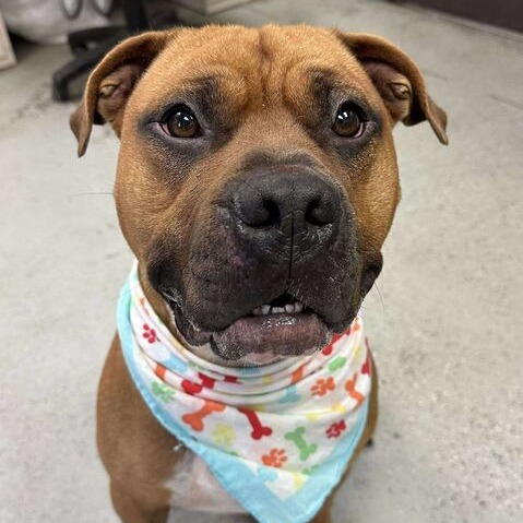 Murphy, an adoptable Bullmastiff, Mixed Breed in Turlock, CA, 95380 | Photo Image 2