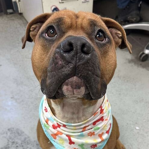 Murphy, an adoptable Bullmastiff, Mixed Breed in Turlock, CA, 95380 | Photo Image 3
