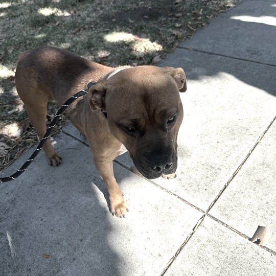 Murphy, an adoptable Bullmastiff, Mixed Breed in Turlock, CA, 95380 | Photo Image 4