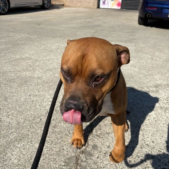 Murphy, an adoptable Bullmastiff, Mixed Breed in Turlock, CA, 95380 | Photo Image 5