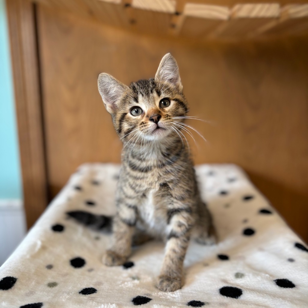 Edna--In Foster***ADOPTON PENDING***