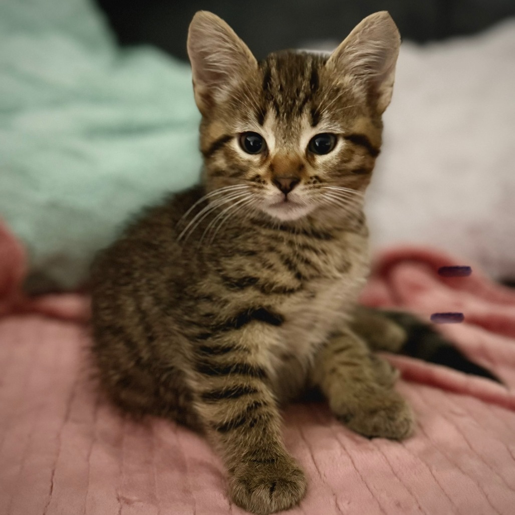 Edna--In Foster***ADOPTON PENDING***