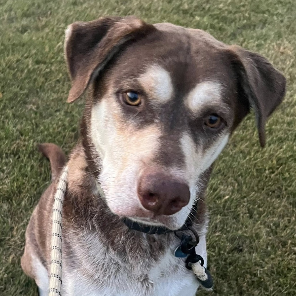 Gustav--In Foster