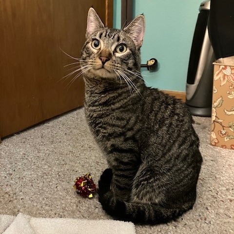 Thayer--In Foster, an adoptable Domestic Short Hair in Fargo, ND, 58102 | Photo Image 1