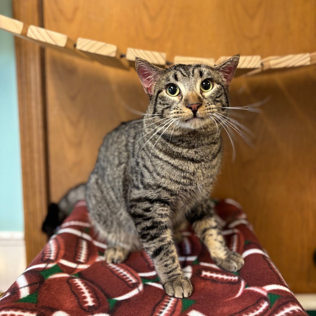 Thayer--In Foster, an adoptable Domestic Short Hair in Fargo, ND, 58102 | Photo Image 2