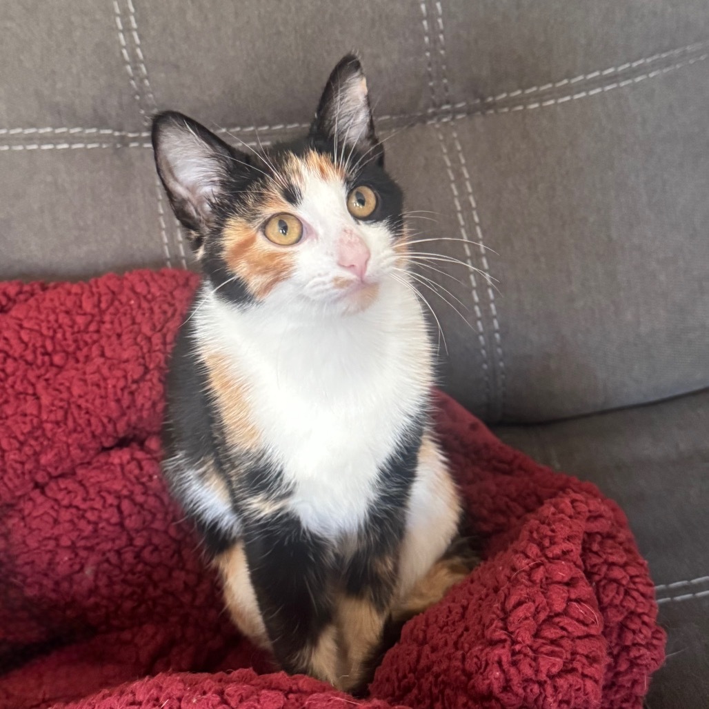 Harlequin--In Foster, an adoptable Domestic Short Hair in Fargo, ND, 58102 | Photo Image 1