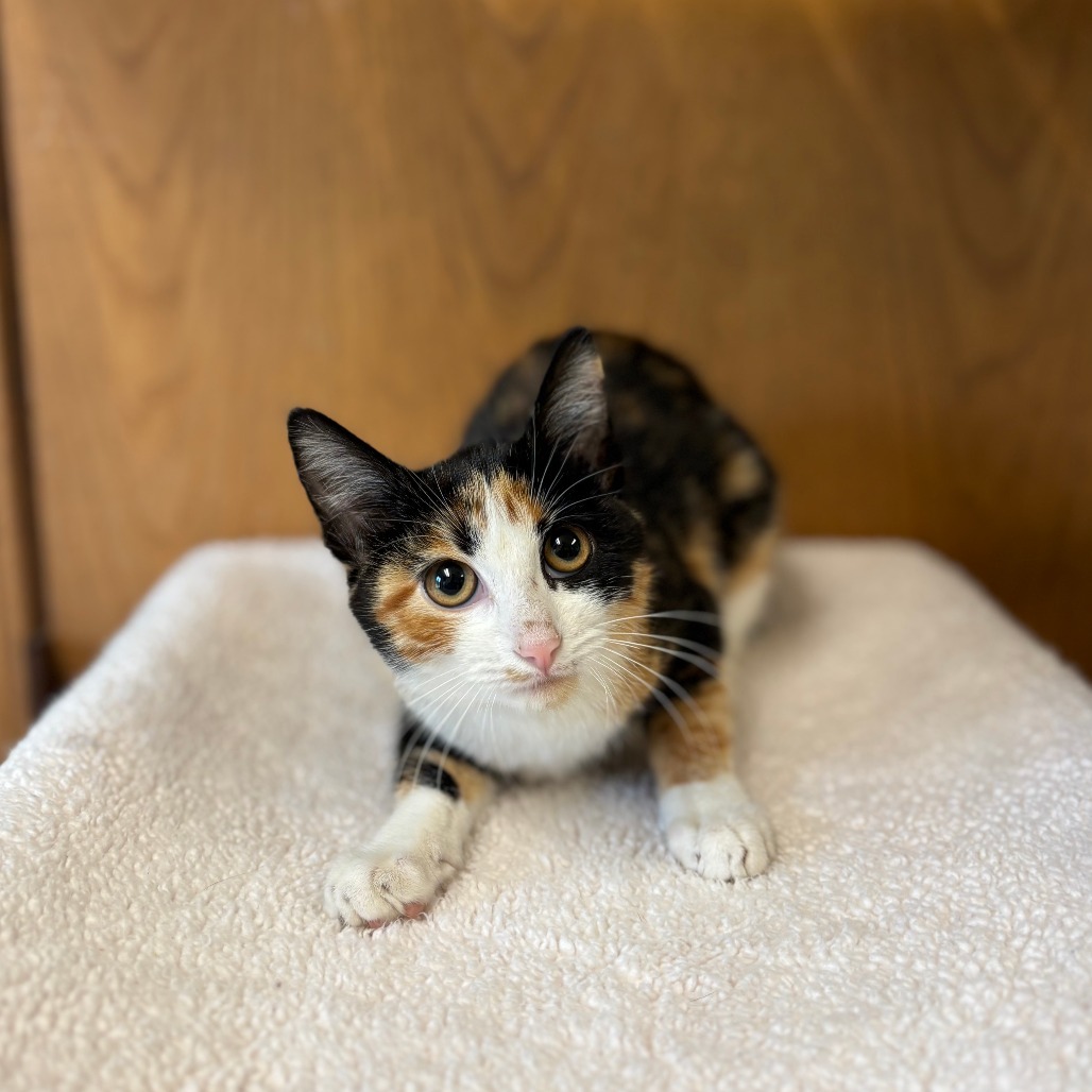 Harlequin--In Foster, an adoptable Domestic Short Hair in Fargo, ND, 58102 | Photo Image 2