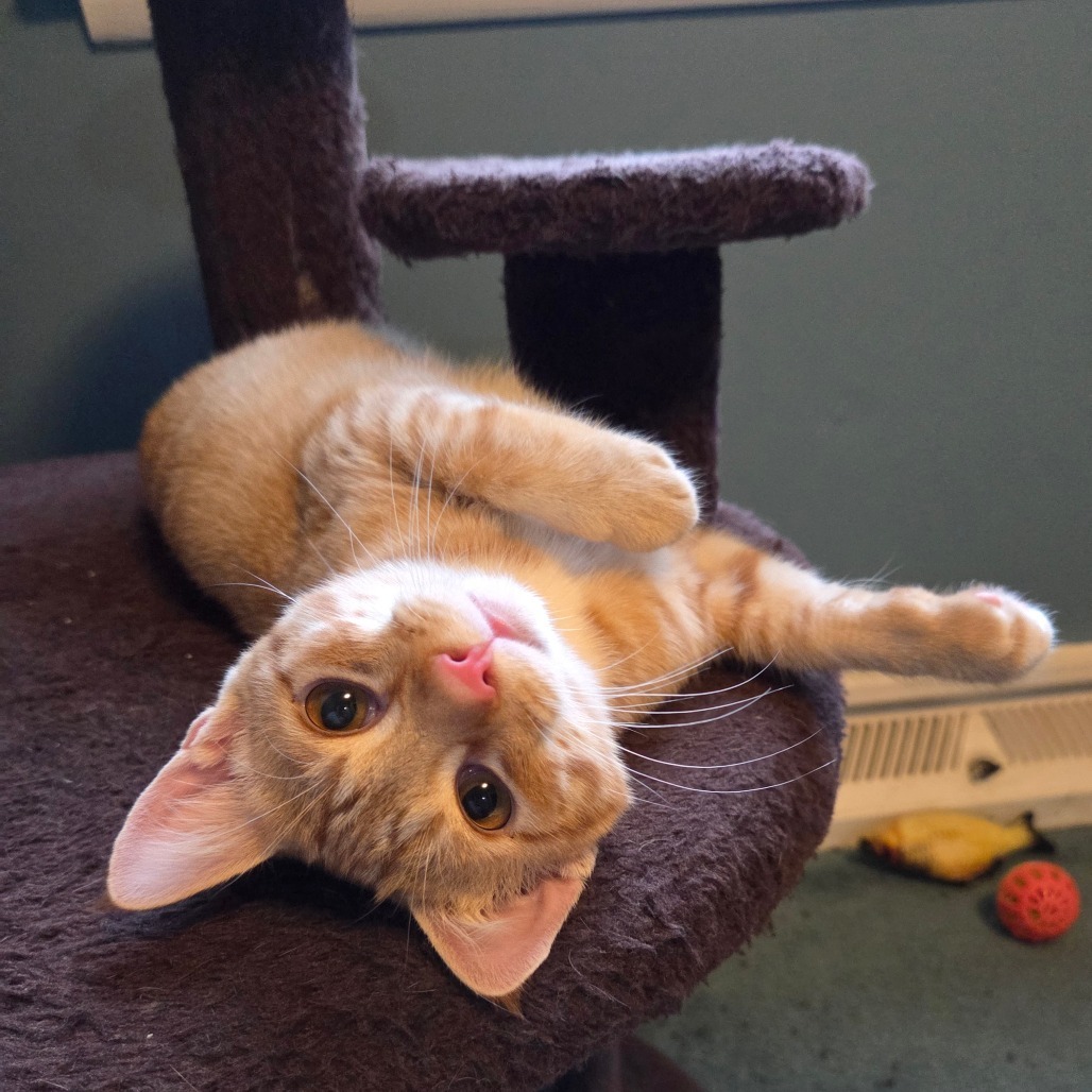 Ponzu (paired with Mirin)