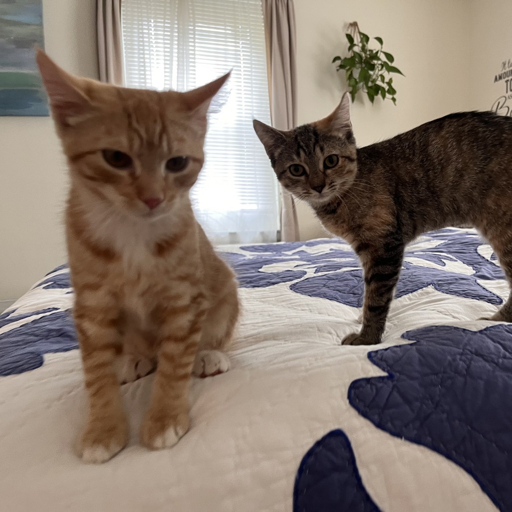 Ponzu (paired with Mirin)