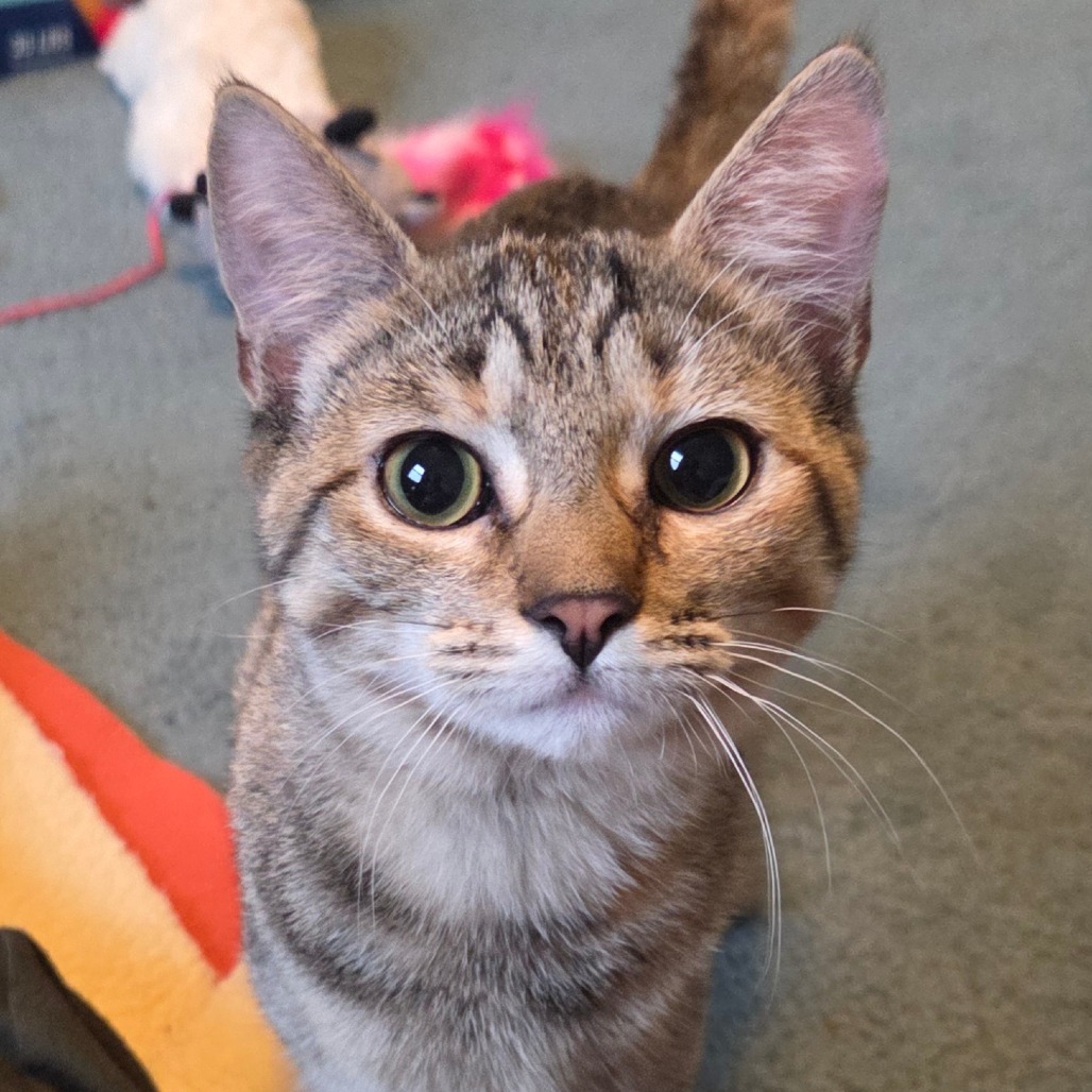 Mirin (paired with Ponzu)