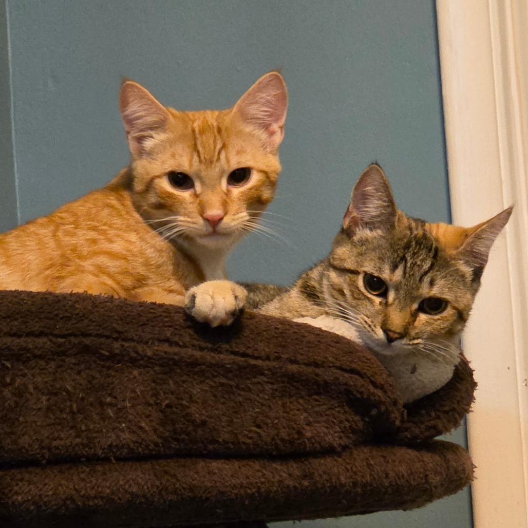 Mirin (paired with Ponzu)