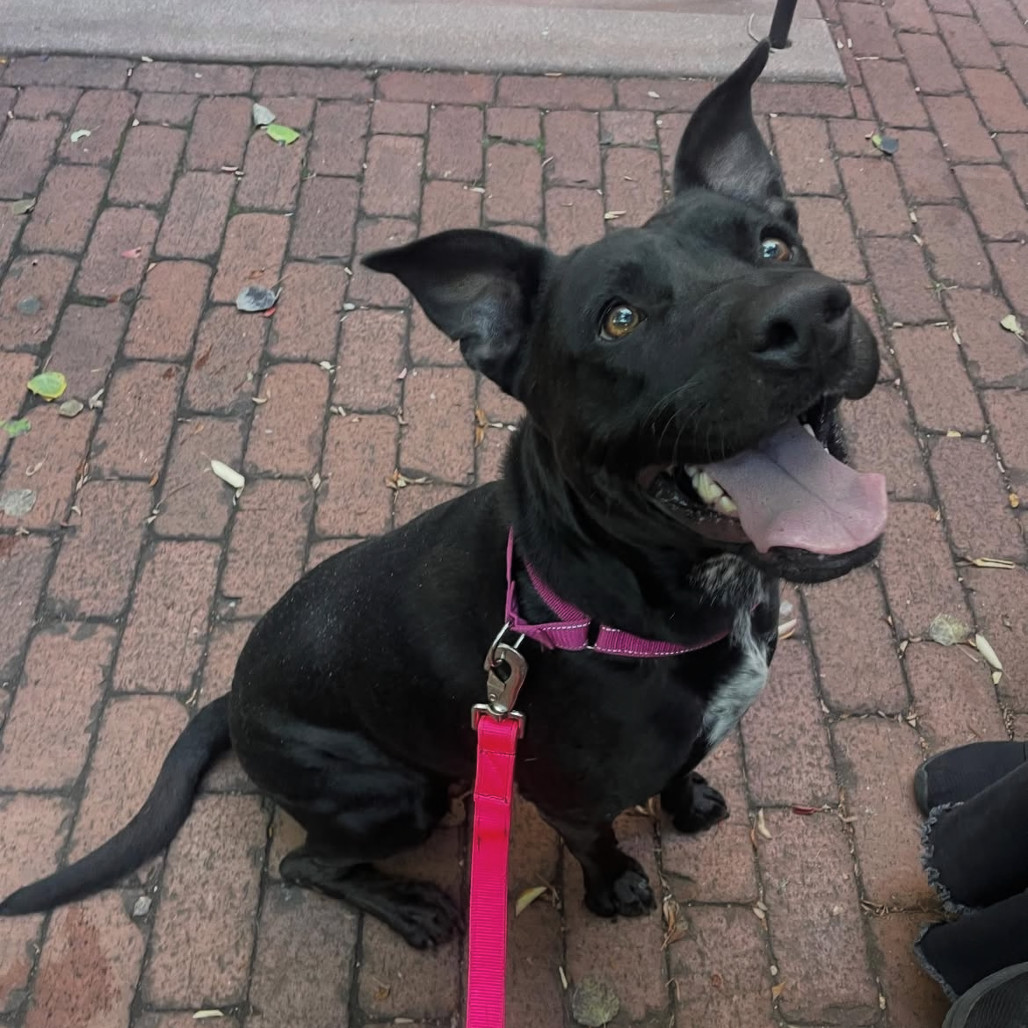 Jamboree - Energetic Girl! Does Best In Single Dog Home!