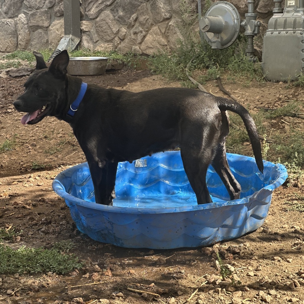Jamboree - Energetic Girl! Does Best In Single Dog Home!