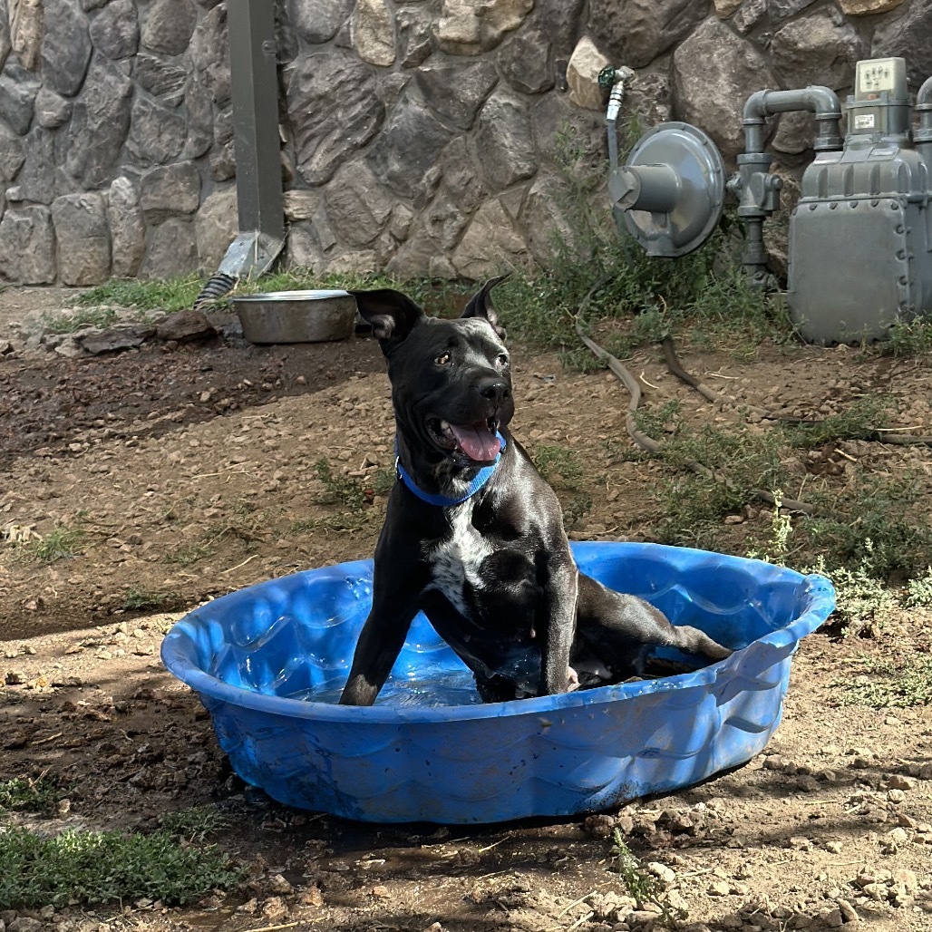 Jamboree - Energetic Girl! Does Best In Single Dog Home!