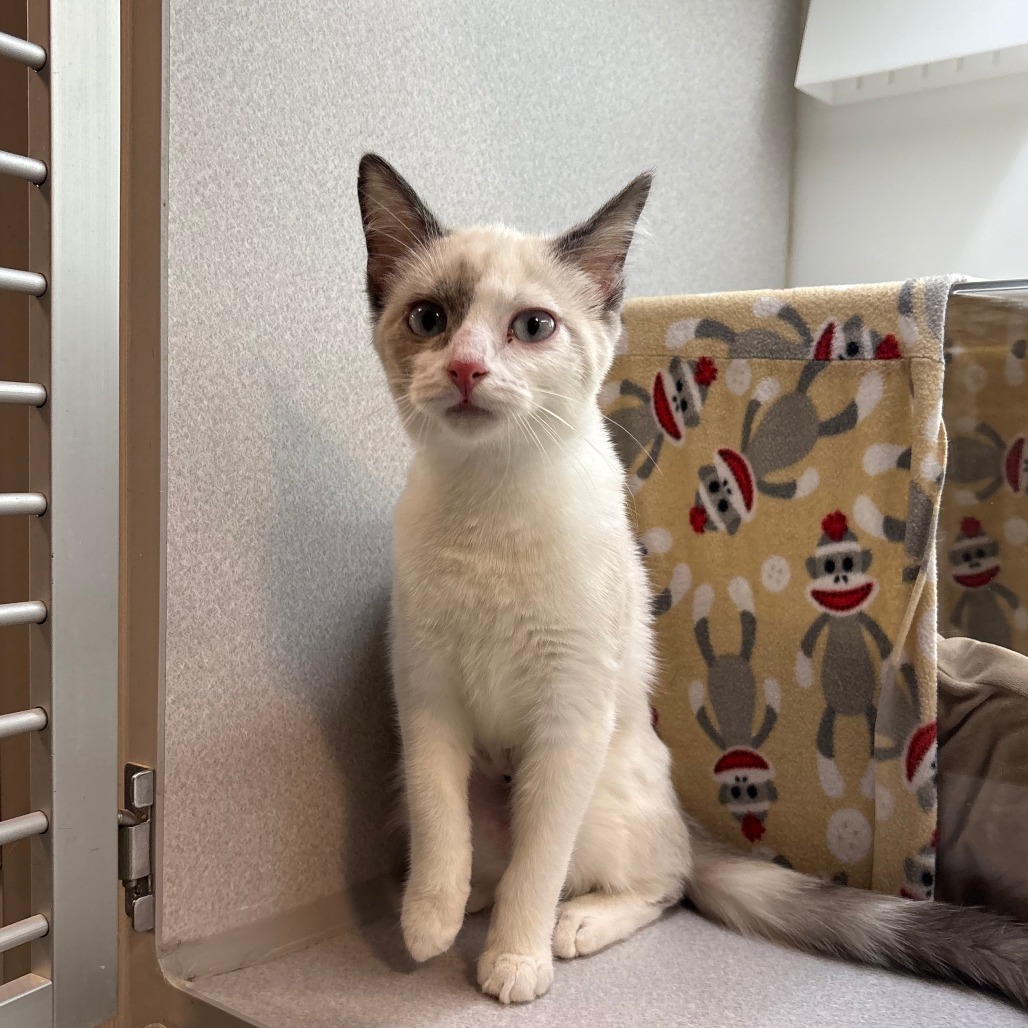Sugar, an adoptable Domestic Short Hair in Hailey, ID, 83333 | Photo Image 1