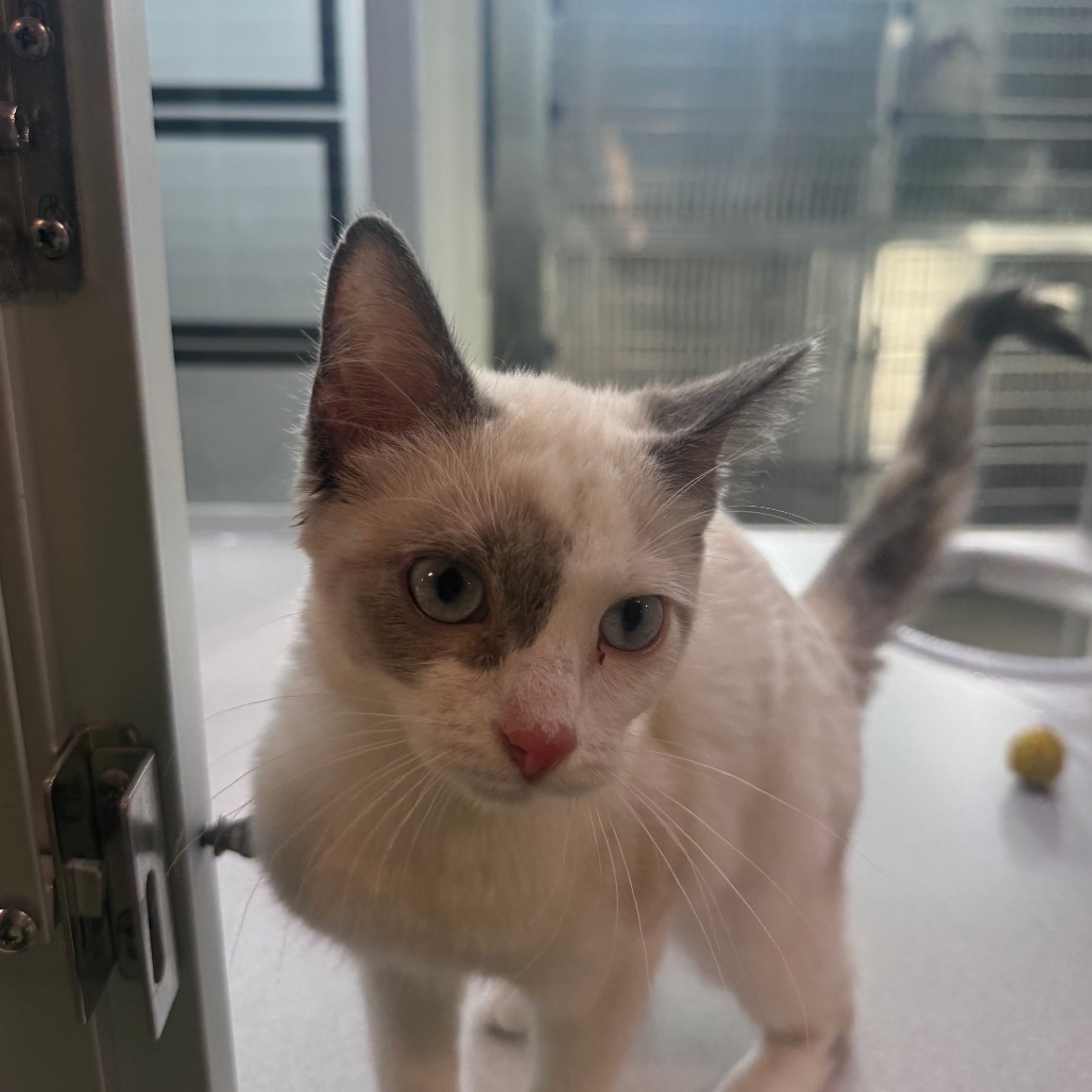 Sugar, an adoptable Domestic Short Hair in Hailey, ID, 83333 | Photo Image 3