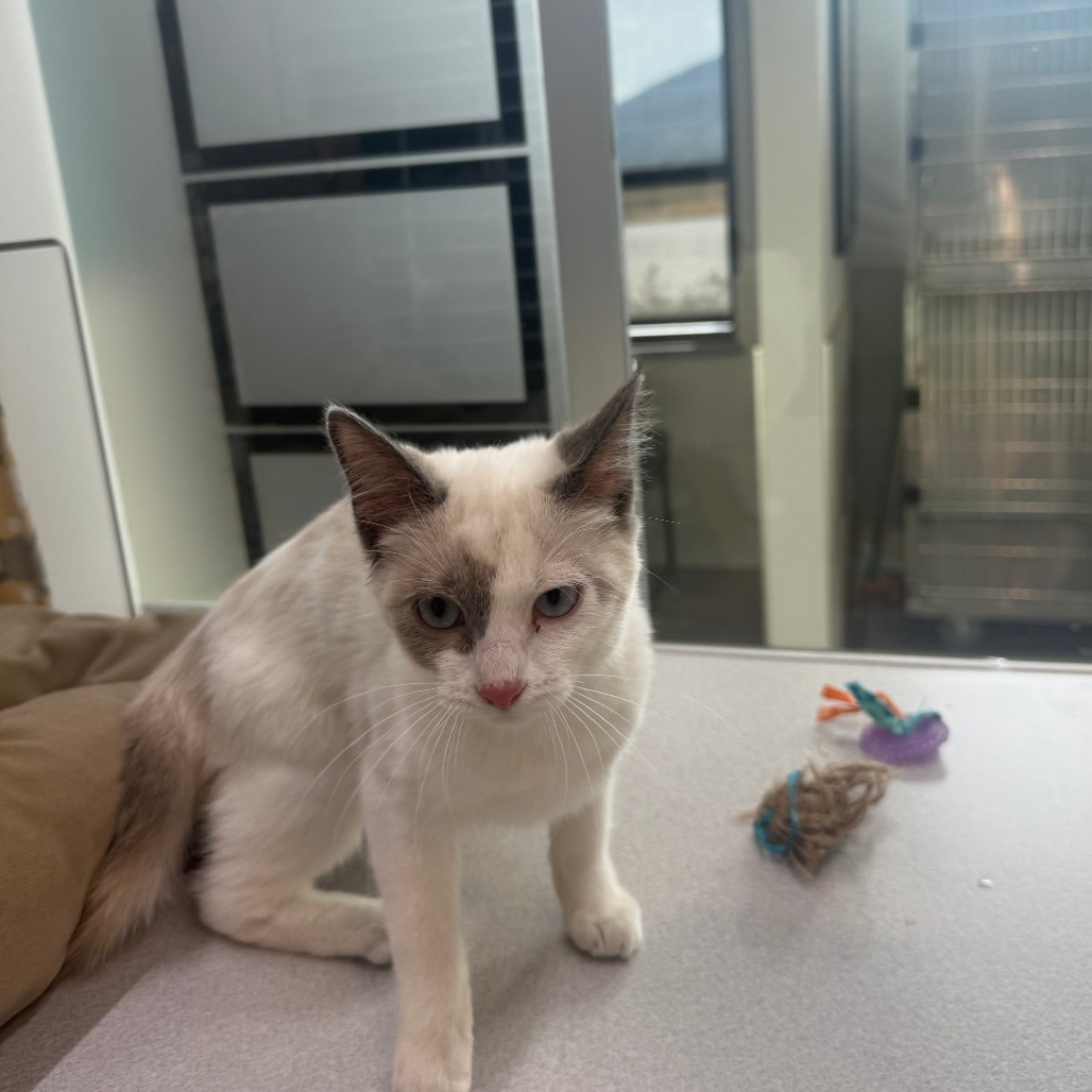 Sugar, an adoptable Domestic Short Hair in Hailey, ID, 83333 | Photo Image 4