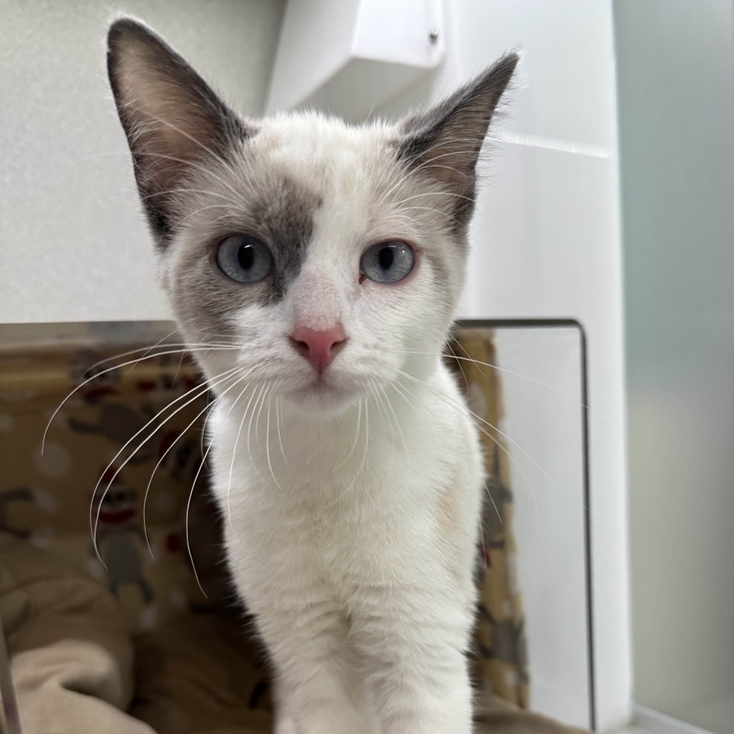 Sugar, an adoptable Domestic Short Hair in Hailey, ID, 83333 | Photo Image 6
