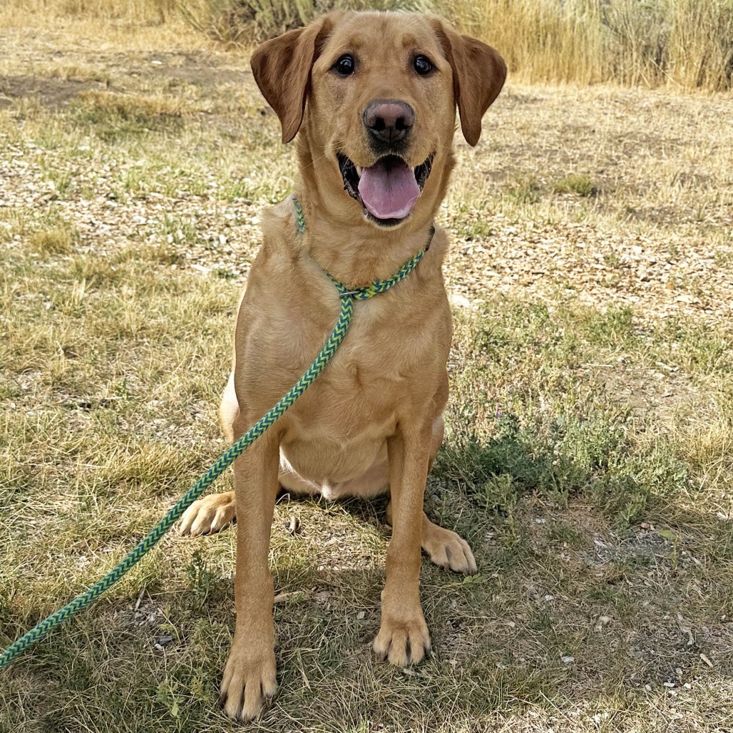 Drake, an adoptable Mixed Breed in Hailey, ID, 83333 | Photo Image 1