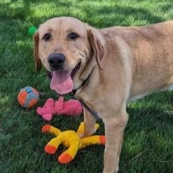 Drake, an adoptable Mixed Breed in Hailey, ID, 83333 | Photo Image 2