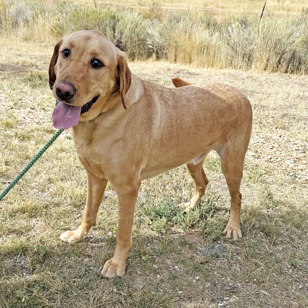 Drake, an adoptable Mixed Breed in Hailey, ID, 83333 | Photo Image 3