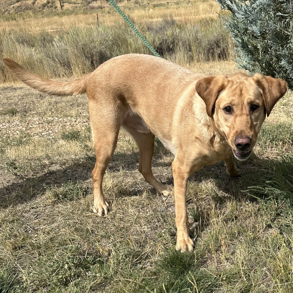 Drake, an adoptable Mixed Breed in Hailey, ID, 83333 | Photo Image 4