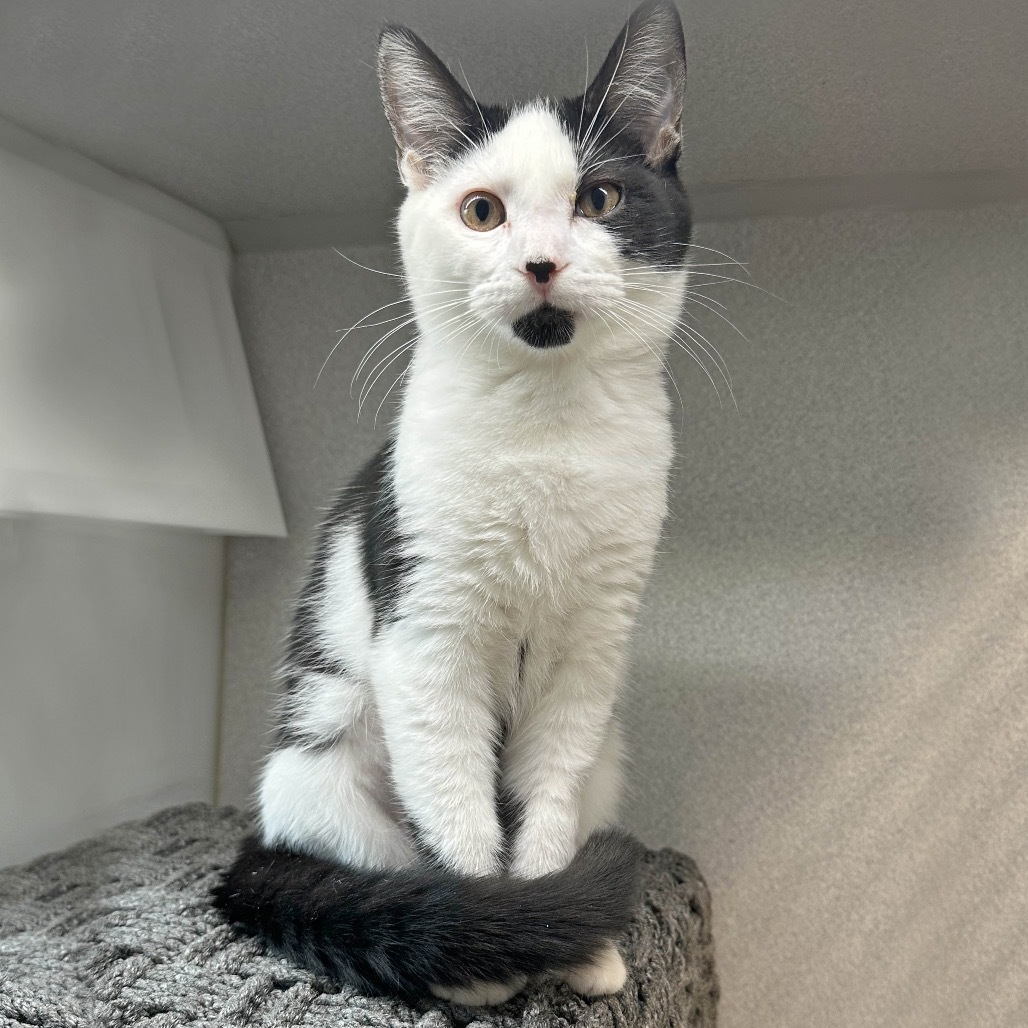 Sadie, an adoptable Domestic Short Hair in Hailey, ID, 83333 | Photo Image 1