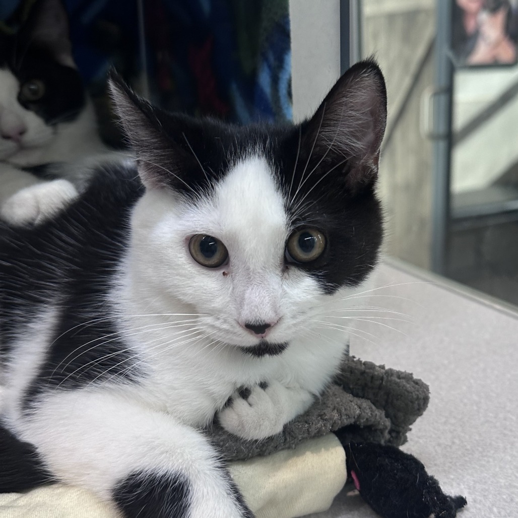 Sadie, an adoptable Domestic Short Hair in Hailey, ID, 83333 | Photo Image 2