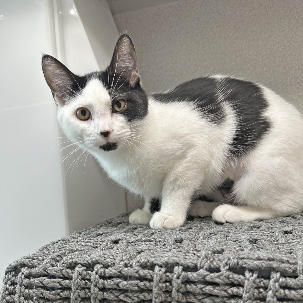 Sadie, an adoptable Domestic Short Hair in Hailey, ID, 83333 | Photo Image 3