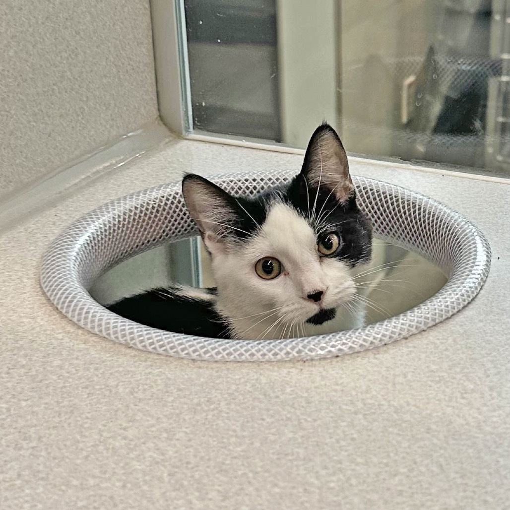 Sadie, an adoptable Domestic Short Hair in Hailey, ID, 83333 | Photo Image 4