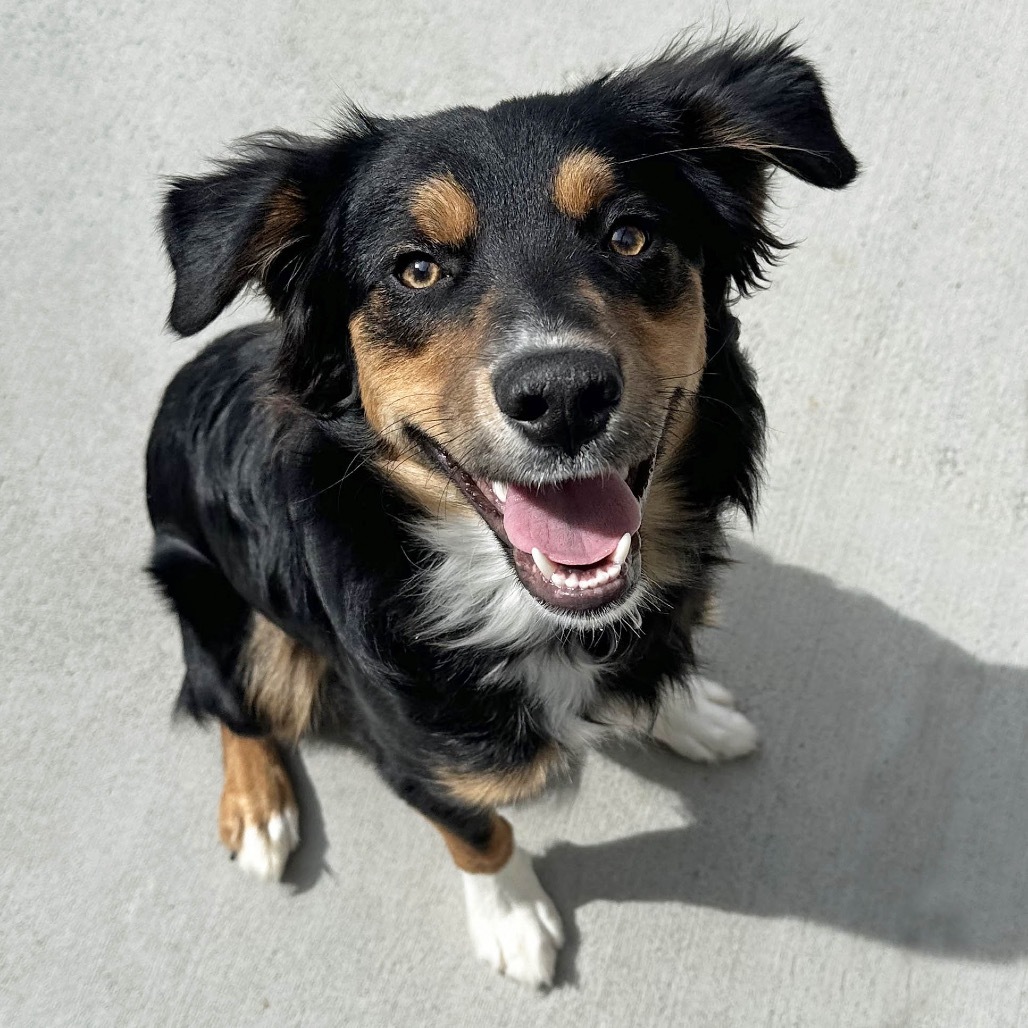 Hans, an adoptable Mixed Breed in Hailey, ID, 83333 | Photo Image 1