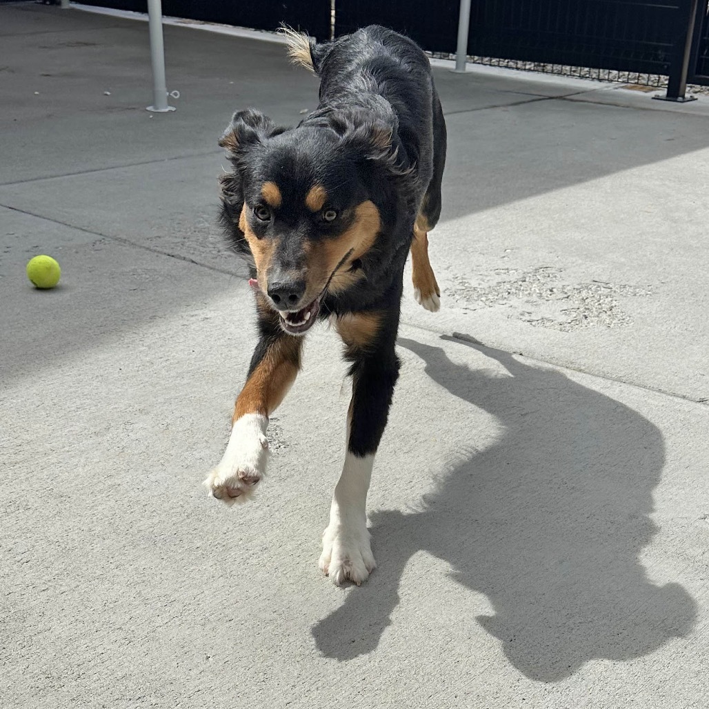 Hans, an adoptable Mixed Breed in Hailey, ID, 83333 | Photo Image 2