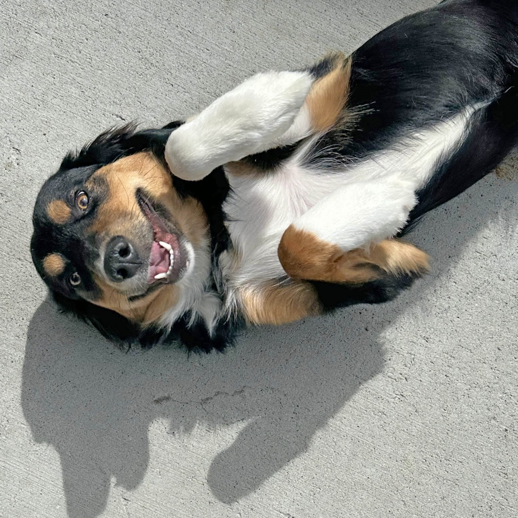 Hans, an adoptable Mixed Breed in Hailey, ID, 83333 | Photo Image 3