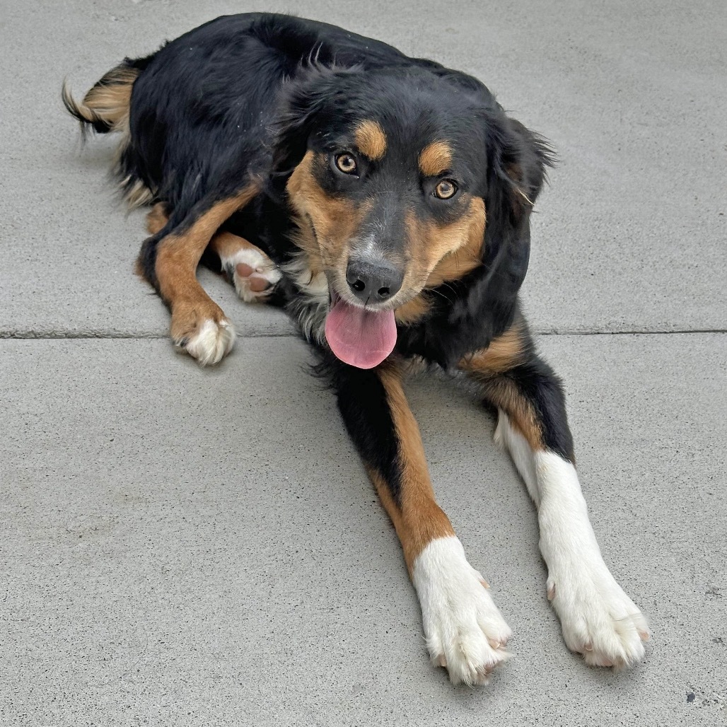 Hans, an adoptable Mixed Breed in Hailey, ID, 83333 | Photo Image 4