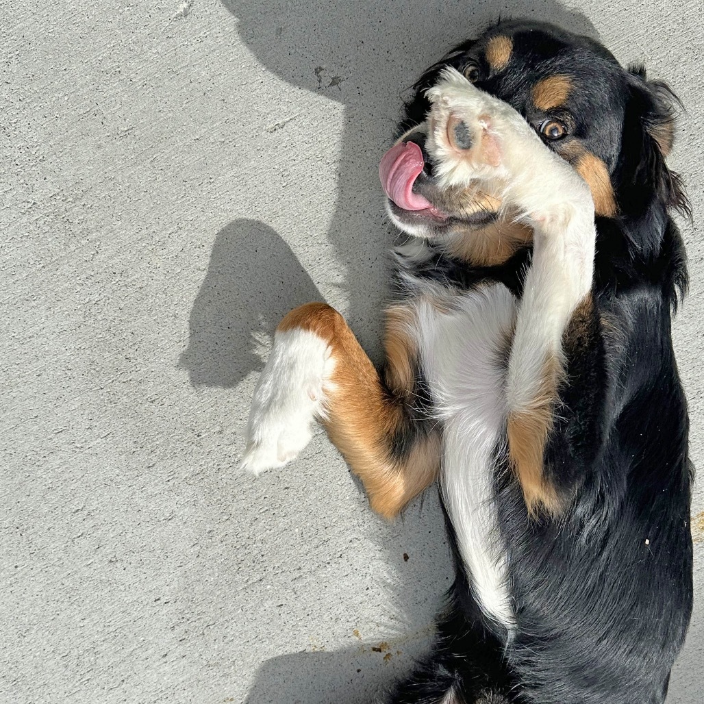 Hans, an adoptable Mixed Breed in Hailey, ID, 83333 | Photo Image 5