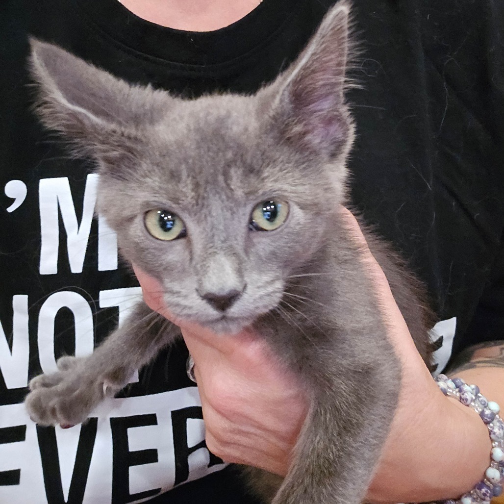 Gandolf, an adoptable Domestic Long Hair in Hailey, ID, 83333 | Photo Image 2