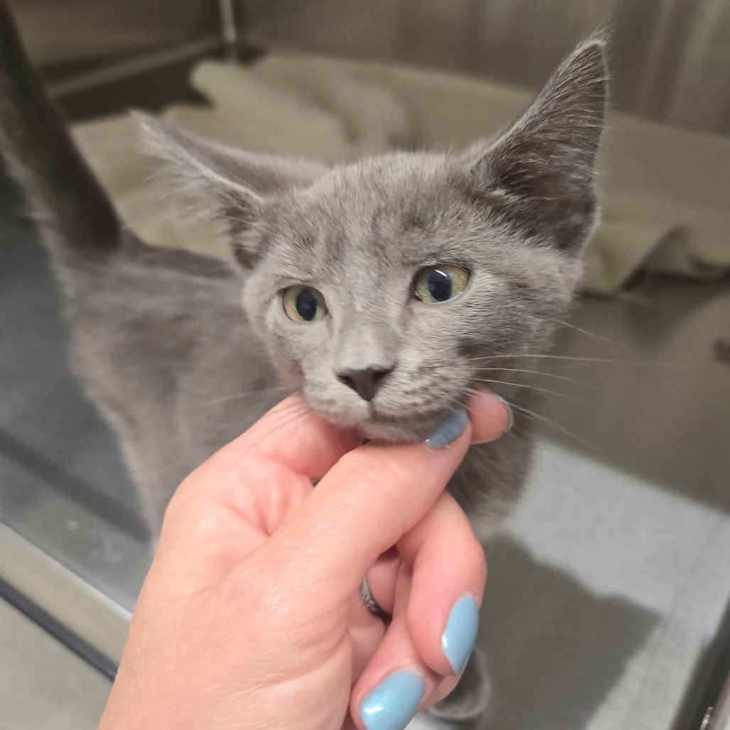 Gandolf, an adoptable Domestic Long Hair in Hailey, ID, 83333 | Photo Image 3